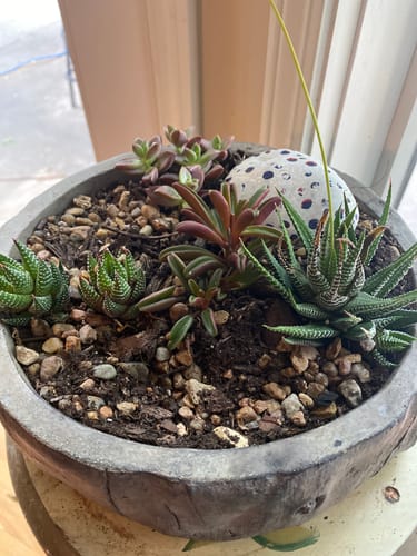 Customer's Zebra Plants planted in a decorative grey pot with other succulents, creating an interesting display.