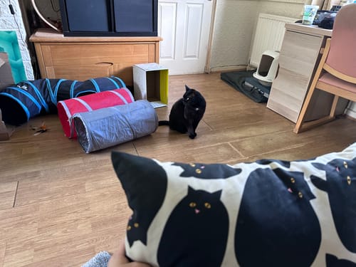 Customer photo review of 1 Month Supply - 5 Cats
