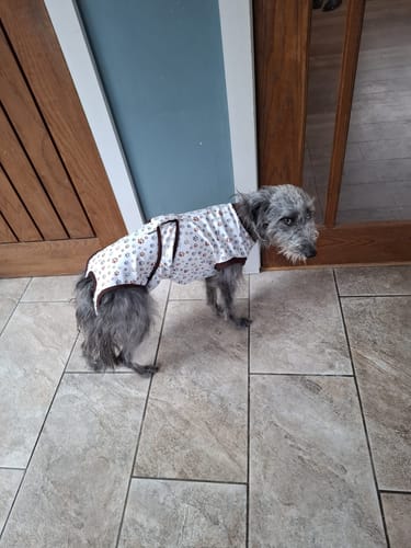 Customer photo review of Sighthound Surgery Recovery Suit / Coats