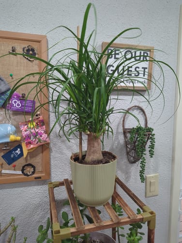 Customer photo review of Ponytail Palm
