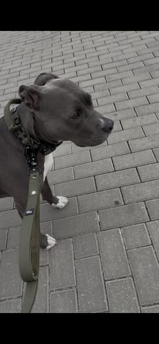Customer photo review of Szeroka obroża z klamrą extreme - Extreme Buckle Black Edition Khaki