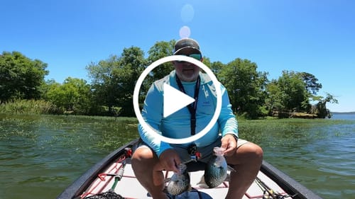 Customer video review of Cajun Blue Milk