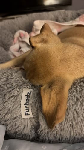 Primer plano del perro de un cliente descansando en la Cama Antiestrés gris y afelpada.