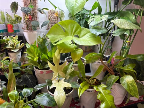 Customer showing a large collection of healthy houseplants after using Fungus Gnat Death Drops.