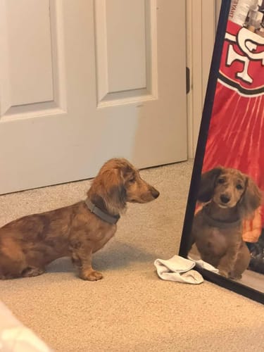 A customer's calm puppy wearing the PawLax Collar looks at its reflection in a mirror.
