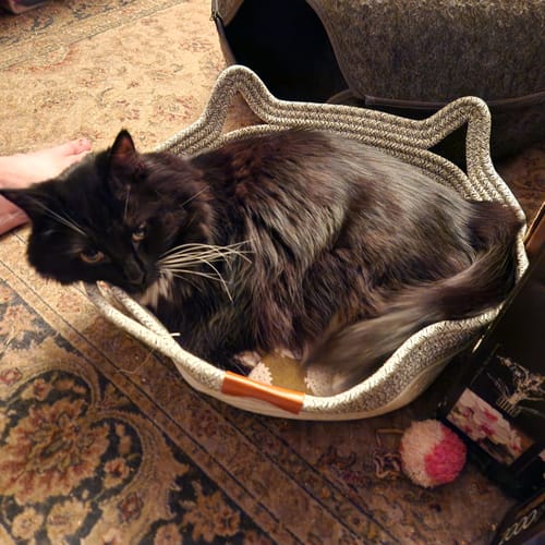 Customer photo review of Instinct Basket | Meet the first research-backed natural territory for indoor cats