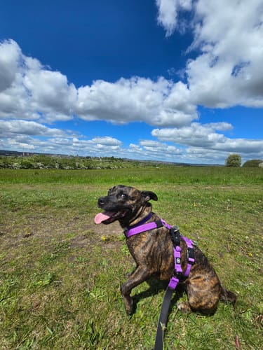 A customer's happy brindle Staffy sits in a field wearing the purple TRI-Harness.