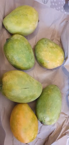Ein Kunde zeigt sechs Mango Mingolo Früchte, die von grün bis gelb reifen.