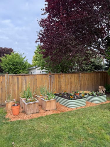 Customer's two tall, light green modular garden beds installed in a backyard garden next to a wooden fence.