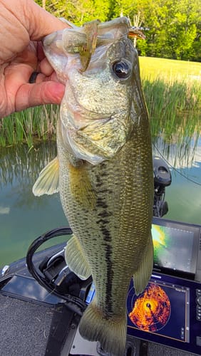 Customer photo review of 200% Sensitive Tungsten Swim Jig