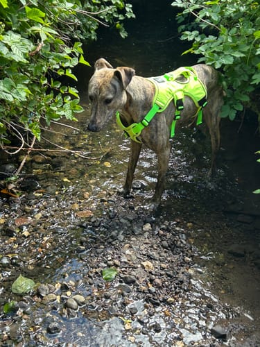 Customer photo review of Escape proof Harness (3 Strap)