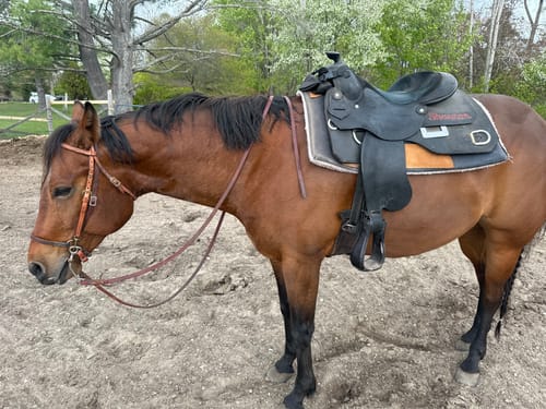Customer photo review of OptiWize Collagen +Plus Horse Joint Supplement