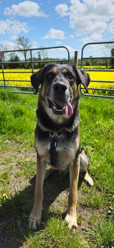 Customer photo review of No Pull Front D- Ring Harness Test