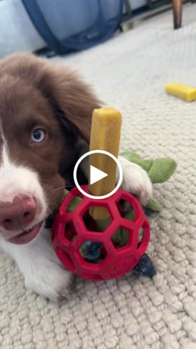 Customer video review of Blueberry Yak Chews