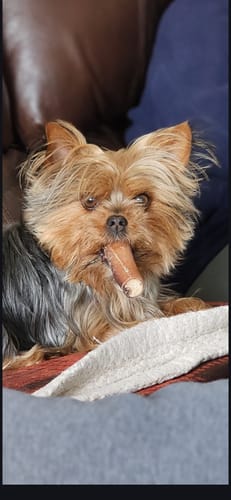 A customer's small dog chewing on the end of a 12 Inch Monster Bully Stick while resting.