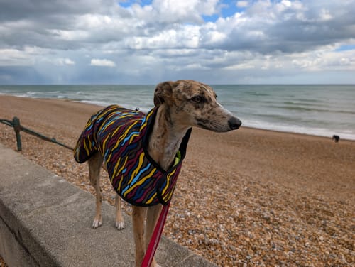 Customer photo review of Savanna - Sighthound Raincoat with Harness Hole