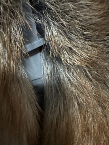 Close-up: A customer's gray PawLax Collar seen on a dog under its thick fur.