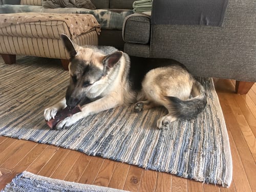 Customer's German Shepherd lying on a rug and chewing on a Smoked Beef Marrow Bone.