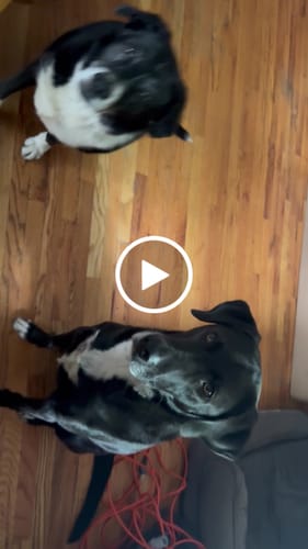 Customer video review of Philly Beef Cheesesteak