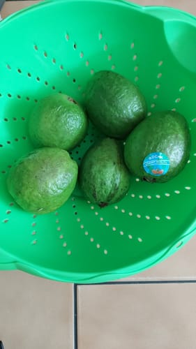 Rezensent zeigt mehrere frische, grüne Guaven in einem grünen Sieb.