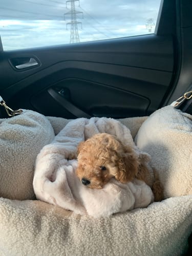 Customer photo review of Hazelnut | The Cosy Car Seat