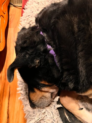 Customer's large black and tan dog sleeping soundly on a fluffy rug while wearing the purple PawLax Collar.