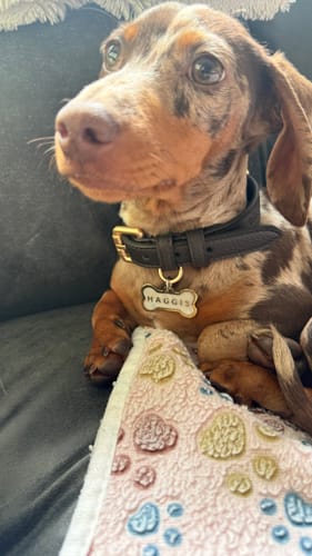 Customer photo review of Chocolate┃Studio Collar