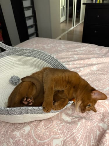 Customer photo review of Instinct Basket | Meet the first research-backed natural territory for indoor cats