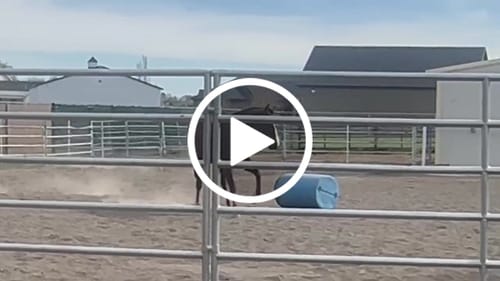 Customer video review of OptiWize Collagen +Plus Horse Joint Supplement