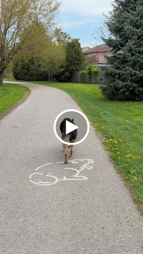 Customer video review of WellyTails Hypo-Allergenic Dog 7 Way Hip & Joint MAXIMUM