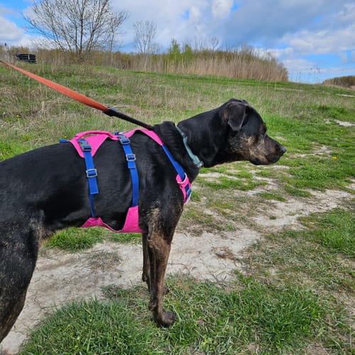 Customer's dog standing in profile on a grassy hill, wearing a pink and blue harness.