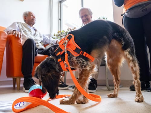 Customer photo review of Anti Pull Hurricane Harness Lighter | With Handle - Orange