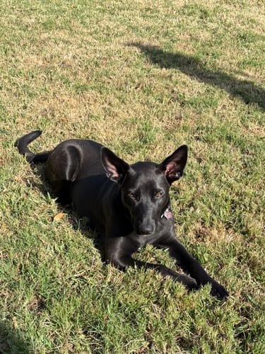 Reviewer's shiny black puppy lying happily in the grass.