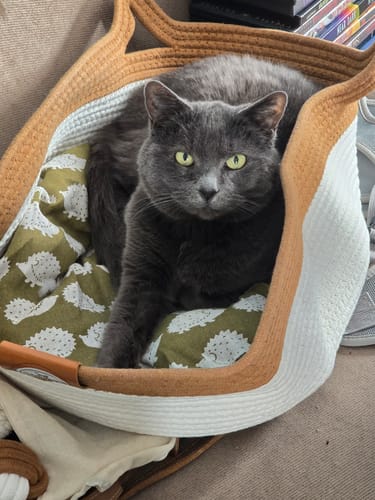 Customer photo review of Instinct Basket | Meet the first research-backed natural territory for indoor cats