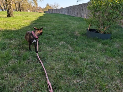 Customer photo review of Ladder Combat® Multiple Handles Lead - Pink