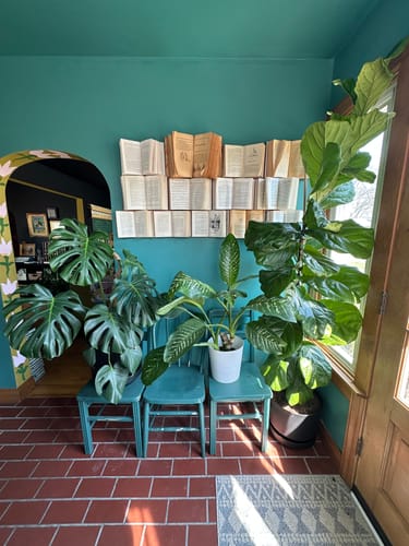 Customer's collection of lush, thriving houseplants after using the OG Plant Food.