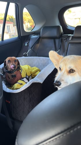 Customer's mini dachshund sits in the black Dog Car Booster Seat in a car, as a corgi looks on.