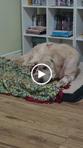 Customer video review of Beef Cheek Dog Chew Treat, 340 grams (12 oz.) Dusted With Bully Stick Flakes, All Natural High Protein, Digestible, Dental Health, Long-Lasting Chew for Medium to Large Dogs