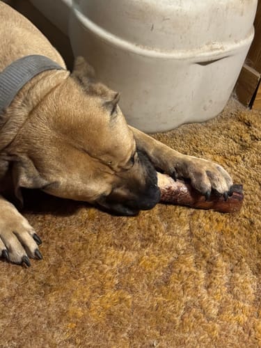 Close-up of a customer's dog chewing on a Smoked Beef Marrow Bone while holding it with its paws on a shag carpet.