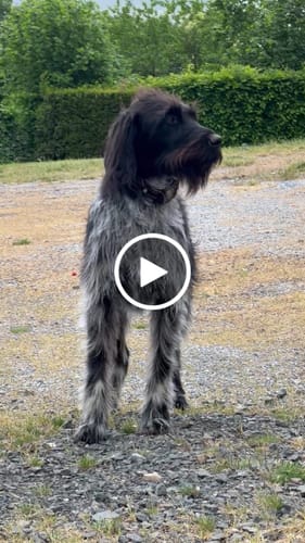 Customer video review of Le 1er Collier Anti-Fugue GPS SANS ABONNEMENT