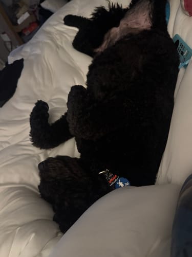 Customer photo review of MarshMellow Comforter