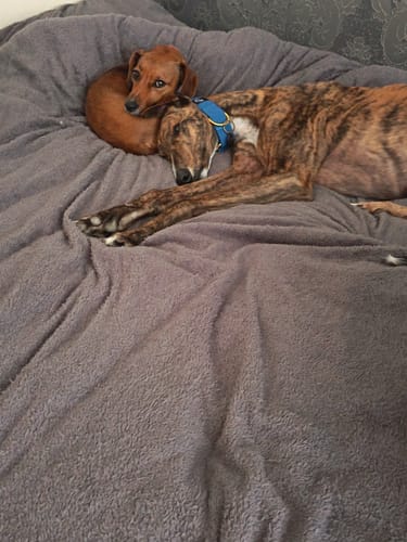 Customer photo review of Martingale Collars - Soft with Brassed Fittings