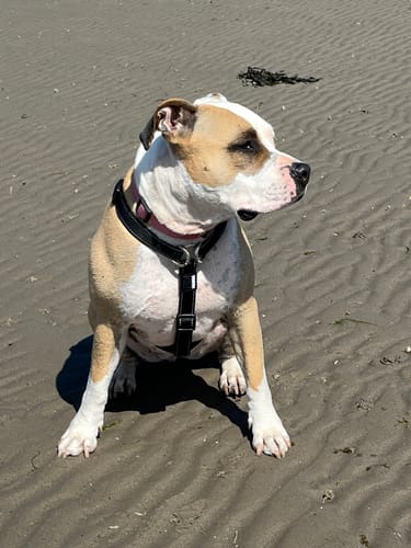 Customer photo review of No Pull Front D- Ring Harness Test