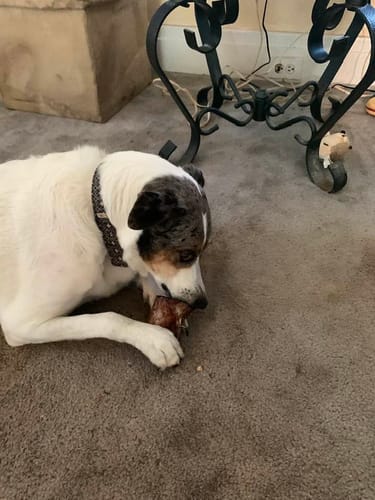 Customer's dog lying on a carpet while chewing on a Smoked Beef Marrow Bone.