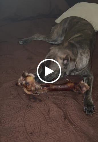 Customer video review of Smoked Beef Marrow Bone