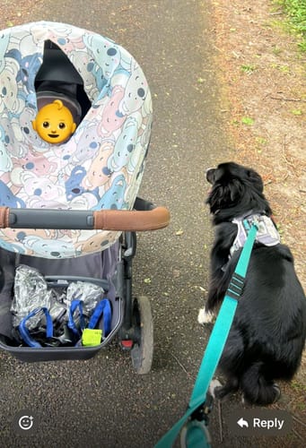 Customer photo review of City Leash Traffic Grip