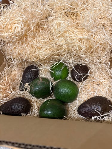 Rezensent zeigt eine offene Box mit grünen und dunklen Hass & Reed Avocados in Holzwolle.