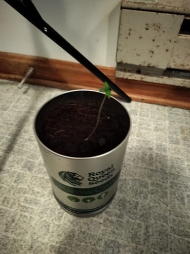 Customer photo review of iGrowCan - All in One DIY Grow Kit