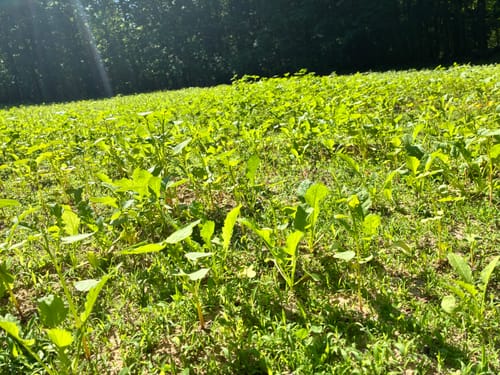 Customer photo review of Dirt Doctor