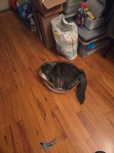 Customer photo review of Instinct Basket | Meet the first research-backed natural territory for indoor cats